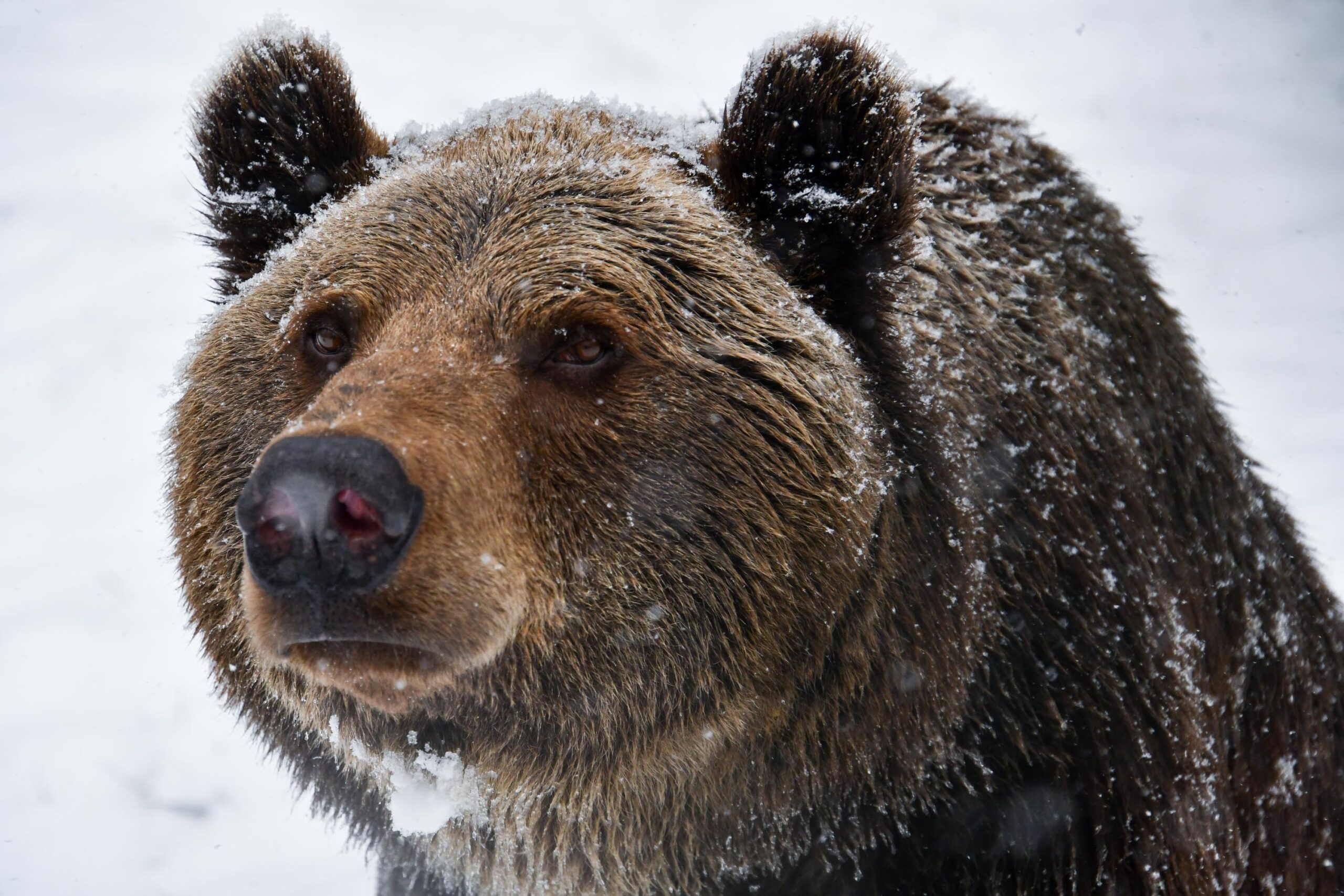 Germany, Müritz | 2023 11 29 | Bear Michal at BEAR SANCTUARY Müritz